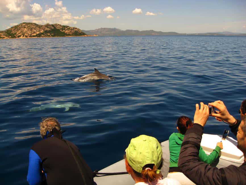 Dolphins: Dolphin Watching Tour and Capo Figari by Raft - Starting at Centro Immersioni Figarolo