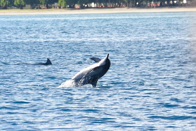 Dolphins Encounter and Whale Watching - Quick takeaways for your Mauritius morning