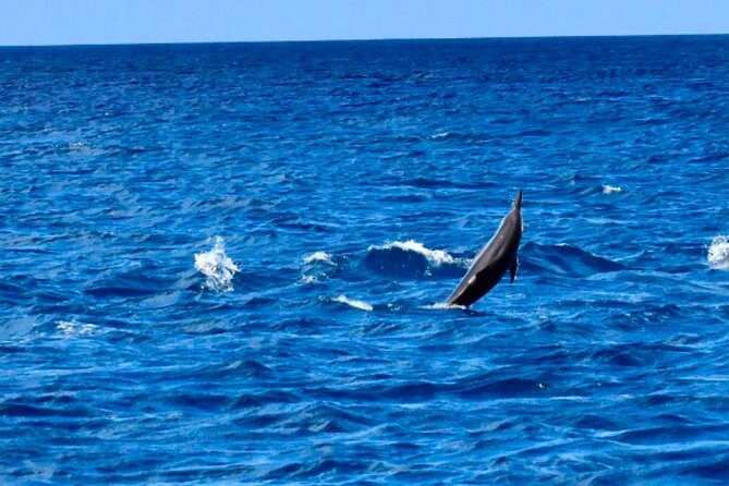 Dolphins Encounter and Whale Watching - Meeting before sunrise in Black River