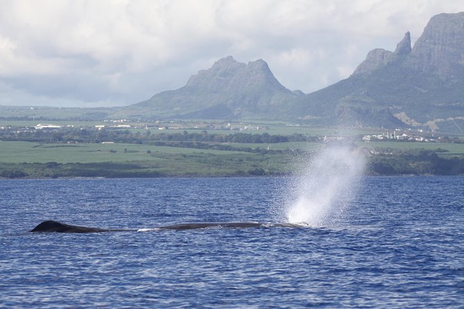 Dolphins Encounter and Whale Watching - Watching dolphins in their own waters