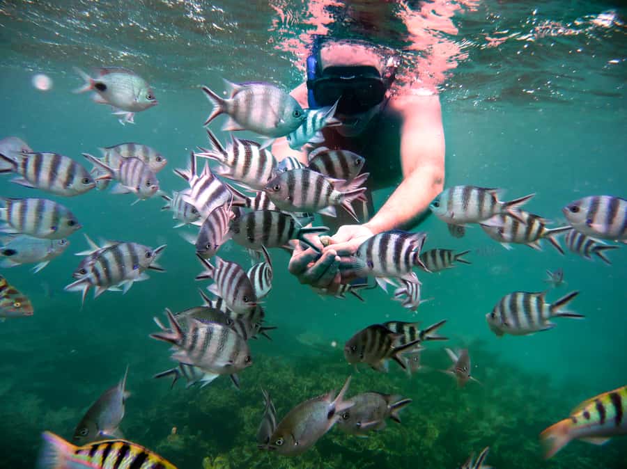Dolphins: Private, Snorkel, CrystalRock, ileoBenitiers,lunch - Should you book it?