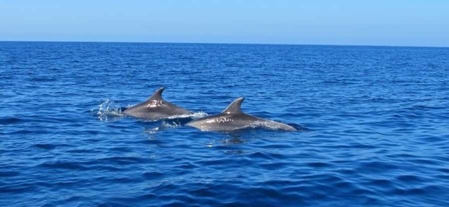 Dolphins: Private, Snorkel, CrystalRock, ileoBenitiers,lunch - Lunch on Ile aux Benitiers