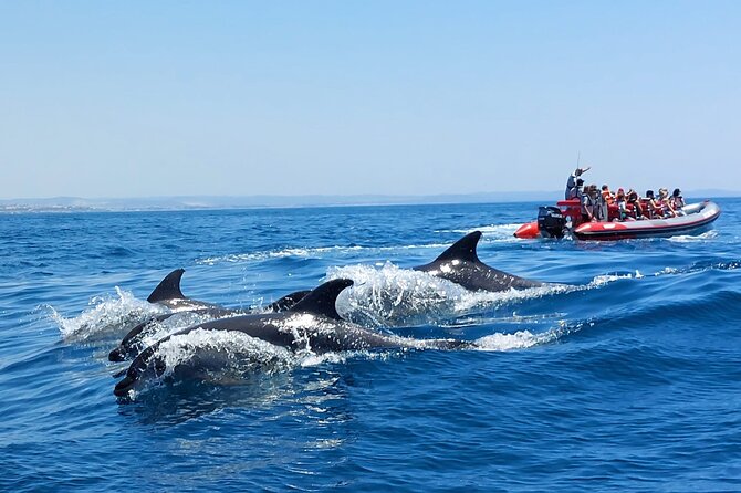 Dolphins Search and Benagil Caves from Albufeira - Entering Benagil and the Algarve’s coastal caves