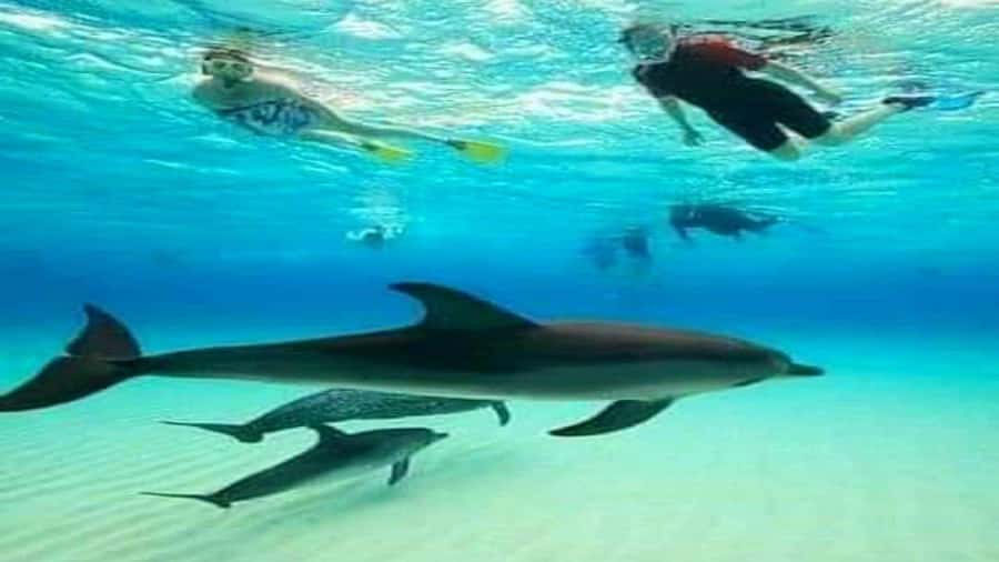 Dolphins & Snorkeling Zanzibar: Mnemba Island Tour - One hour searching for dolphins