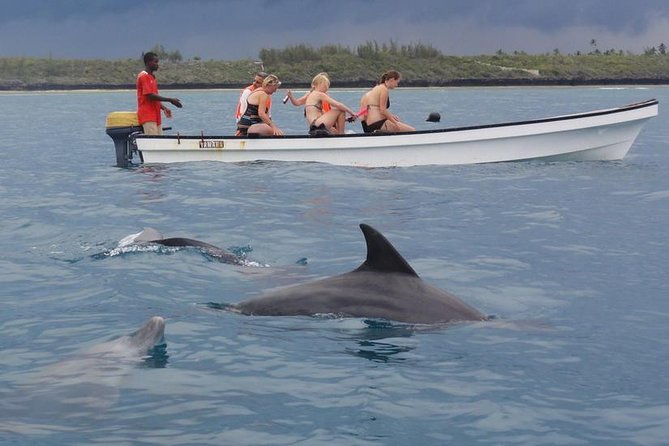 Dolphins Tour - Key points to know before booking