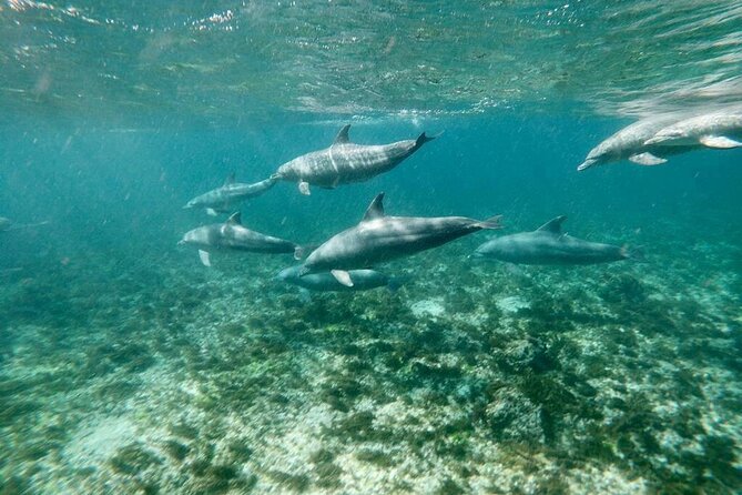 Dolphins Tour - From your hotel to the southern coast