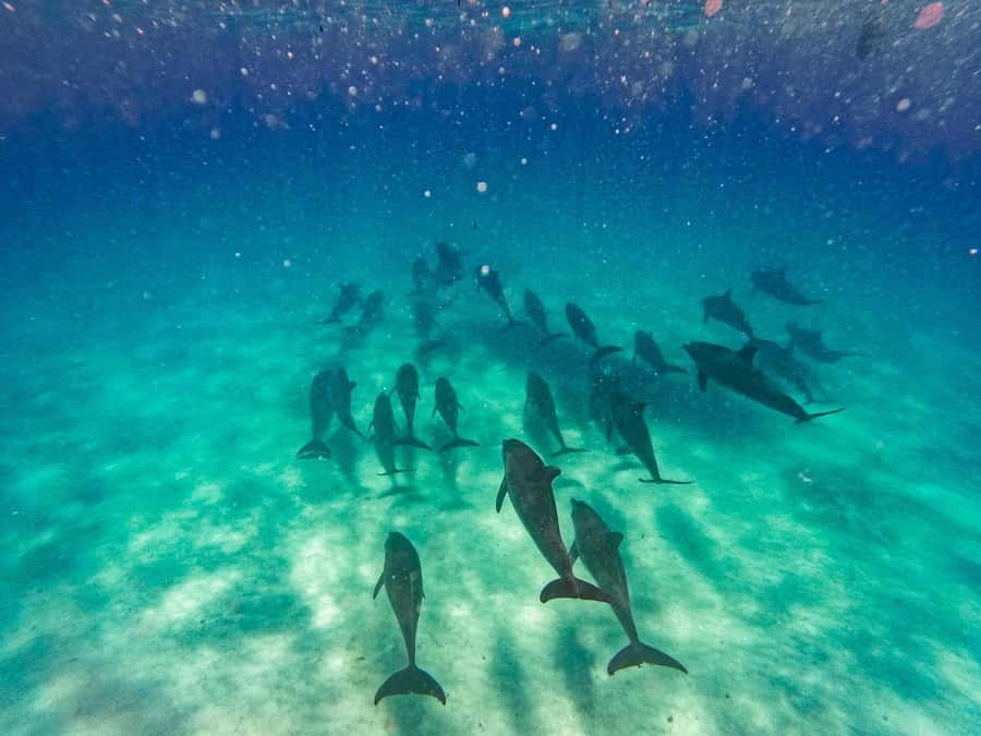 Dolphins tour and turtles swimming in kizimkazi - Salaam Cave Aquarium and the turtle swim