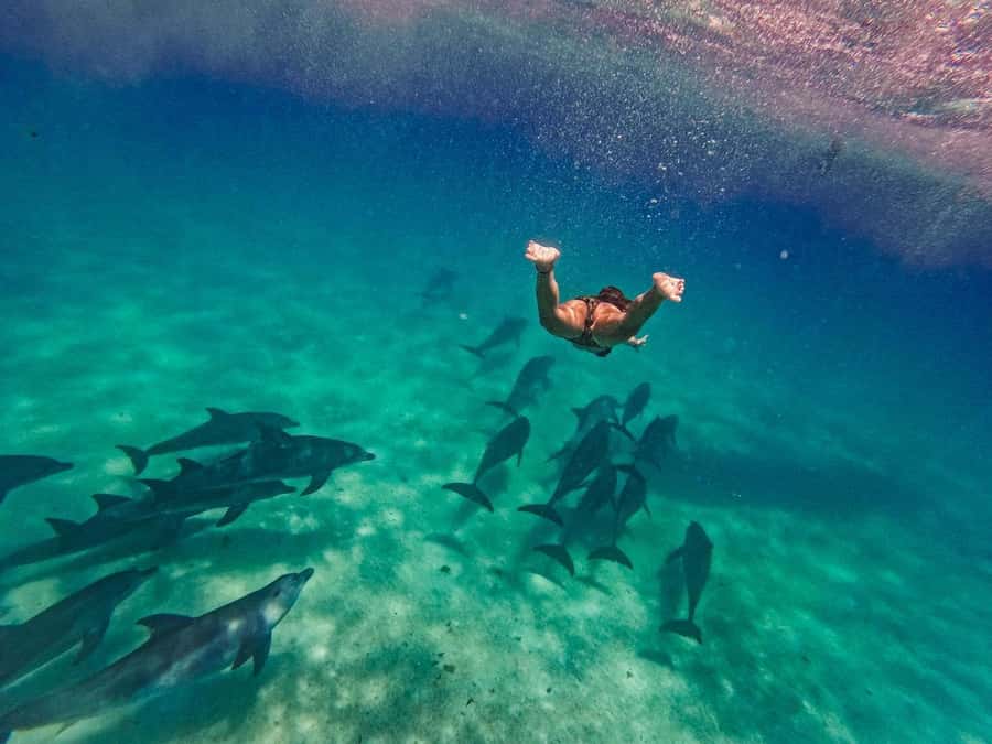 Dolphins tour and turtles swimming in kizimkazi - What the dolphin stop is really worth