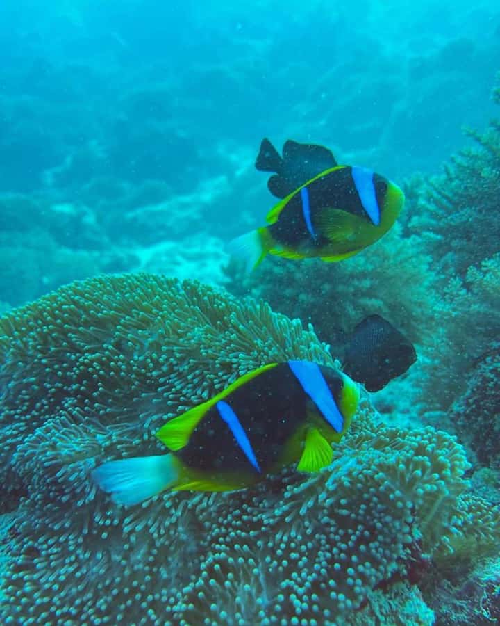 Dolphins tour + mnemba island snorkeling + salaam turles - Is $150 a fair price?