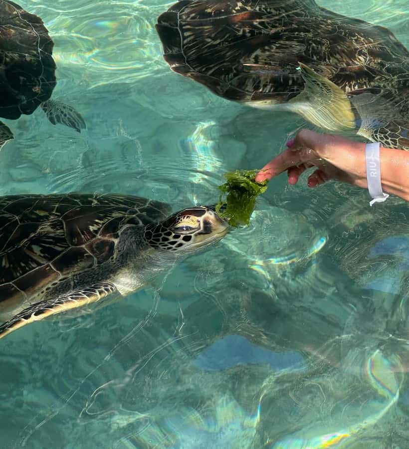 Dolphins tour + mnemba island snorkeling + salaam turles - Who will enjoy this six-hour outing most?