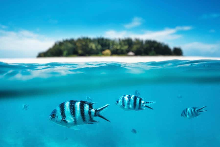Dolphins tour + mnemba island snorkeling + salaam turles - Small details that make the day easier