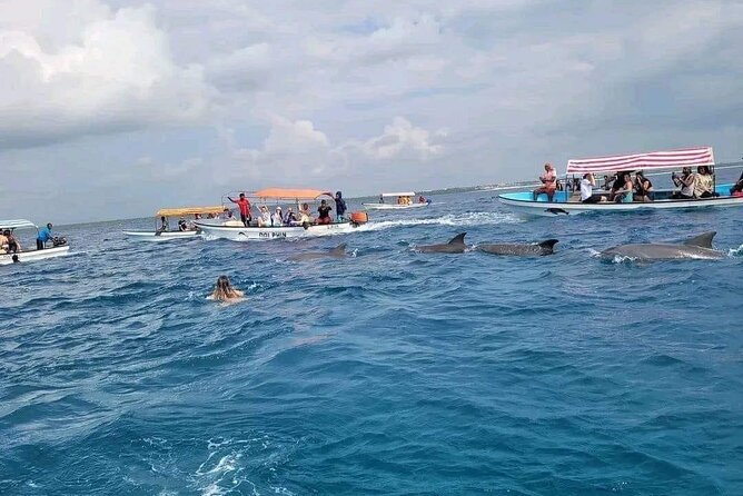 Dolphins Tour - The boat search for wild dolphins