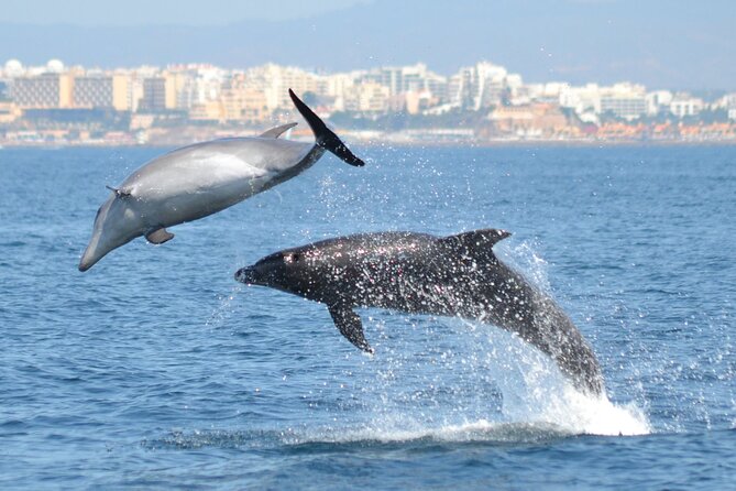 Dolphins Watching - Key things to know before booking