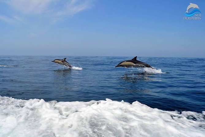 Dolphins Watching - The thrill of seeing dolphins close by
