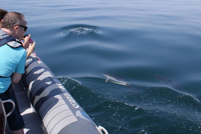 Dolphins Watching - How much value do you get for $42.24?