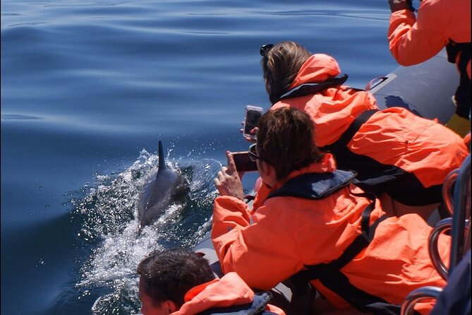 Dolphins Watching - What the strong feedback tells you