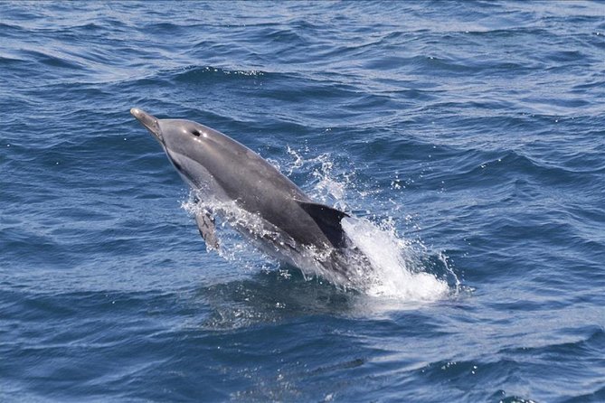 Dolphins Watching in Gibraltar - Day Trip from Seville - Key points at a glance