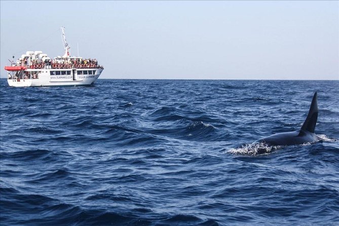 Dolphins Watching in Gibraltar - Day Trip from Seville - The wildlife experience is the heart of the day