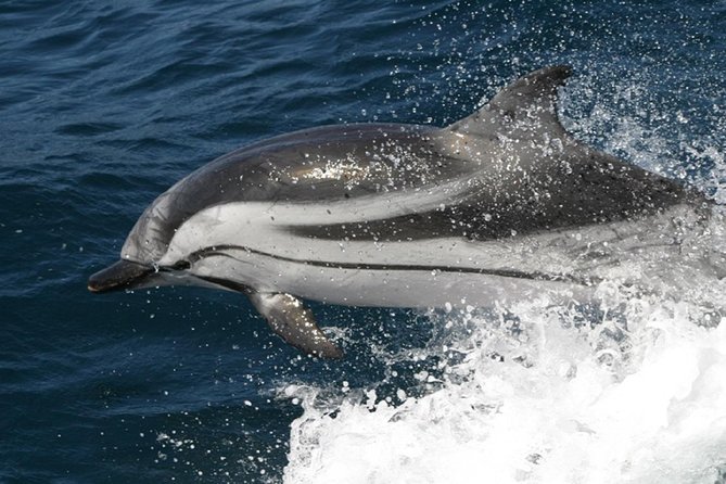 Dolphins Watching in Gibraltar - Day Trip from Seville - Gibraltar adds a striking setting