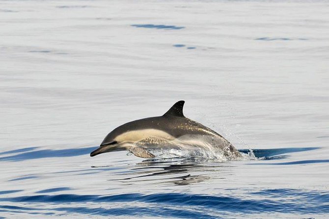 Dolphins Watching in Gibraltar - Day Trip from Seville - Guide quality can shape the whole outing