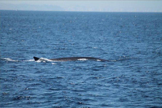 Dolphins Watching in Gibraltar - Day Trip from Seville - The $130.97 price: what you are paying for