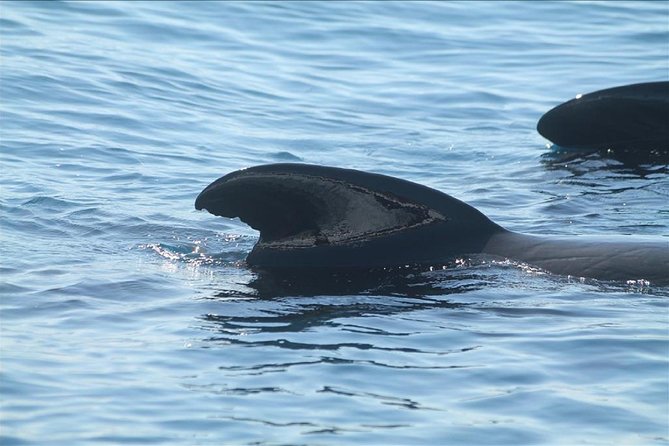 Dolphins Watching in Gibraltar - Day Trip from Seville - Tarifa and the boat departure