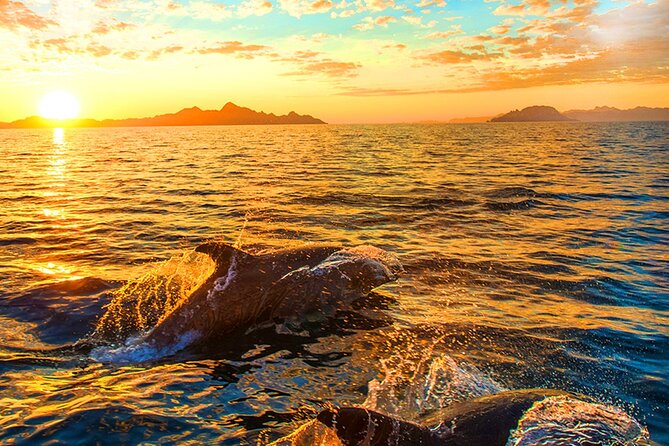 Dolphins Watching in the National Park Brijuni from Pula - Brijuni National Park from the water