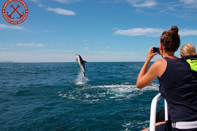 Dolphins Watching in the National Park Brijuni from Pula - What dolphin watching is really like