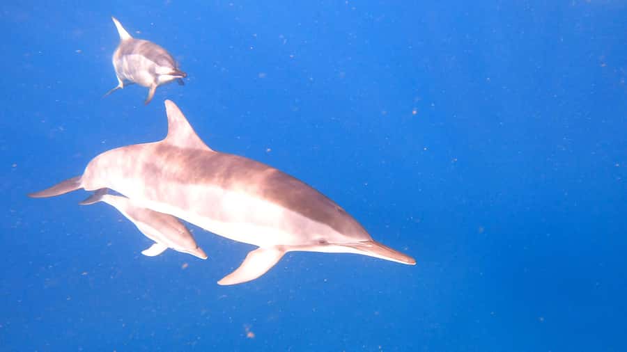 Dolphins & whale watching - Key points to know before booking