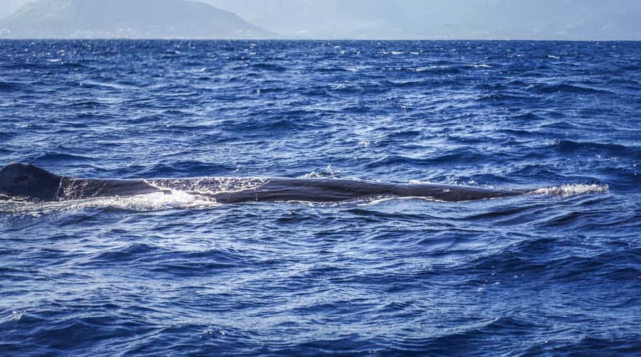 Dolphins & whale watching - Swimming with dolphins in open water