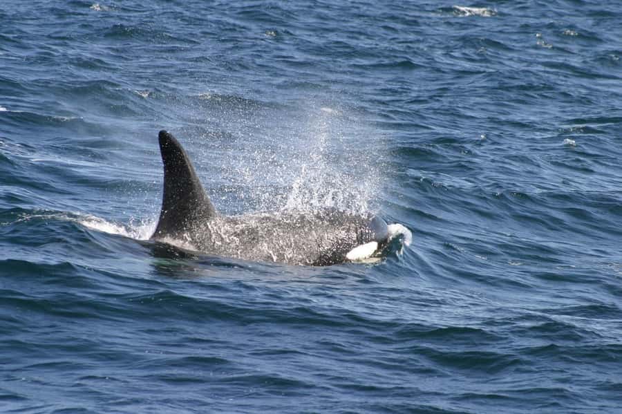 Dolphins & Whales, Private Tour Snorkeling - A four-hour search for Mauritius wildlife
