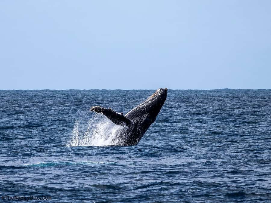 Dolphins & Whales, Private Tour Snorkeling - Dolphins in their natural habitat