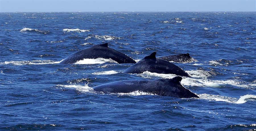Dolphins & Whales, Private Tour Snorkeling - Crystal Rock and the natural aquarium