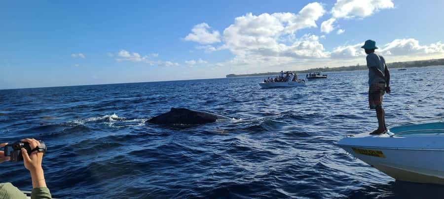 Dolphins & Whales, Private Tour Snorkeling - What the private format is worth