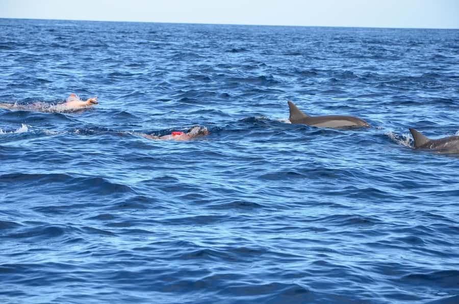 Dolphins & Whales, Private Tour Snorkeling - Timing, packing, and comfort