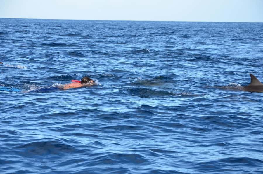Dolphins & Whales, Private Tour Snorkeling - Who should book this Mauritius boat trip?