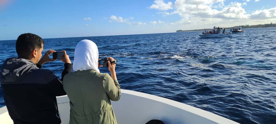 Dolphins & Whales, Private Tour Snorkeling - Should you book it?