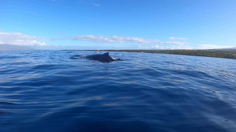 Dolphins & Whales, Private Tour Snorkeling - Whale watching with realistic expectations