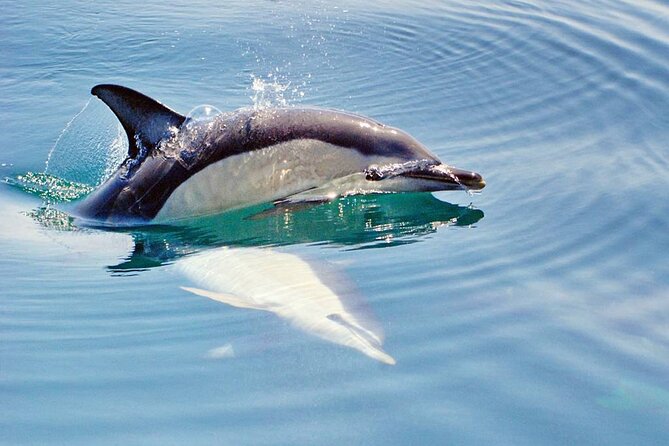 Dreamer Cave and Dolphins Boat Tour Ticket Albufeira - What the $42.14 price gets you