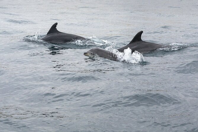 Dreamer Cave and Dolphins Boat Tour with Transport from Albufeira - A fast start from Albufeira Marina