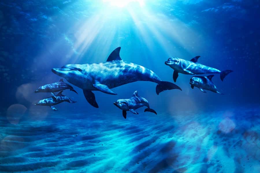 Dubai: Atlantis Dolphin Kayak Trip & Aquaventure Waterpark - What the dolphin encounter feels like