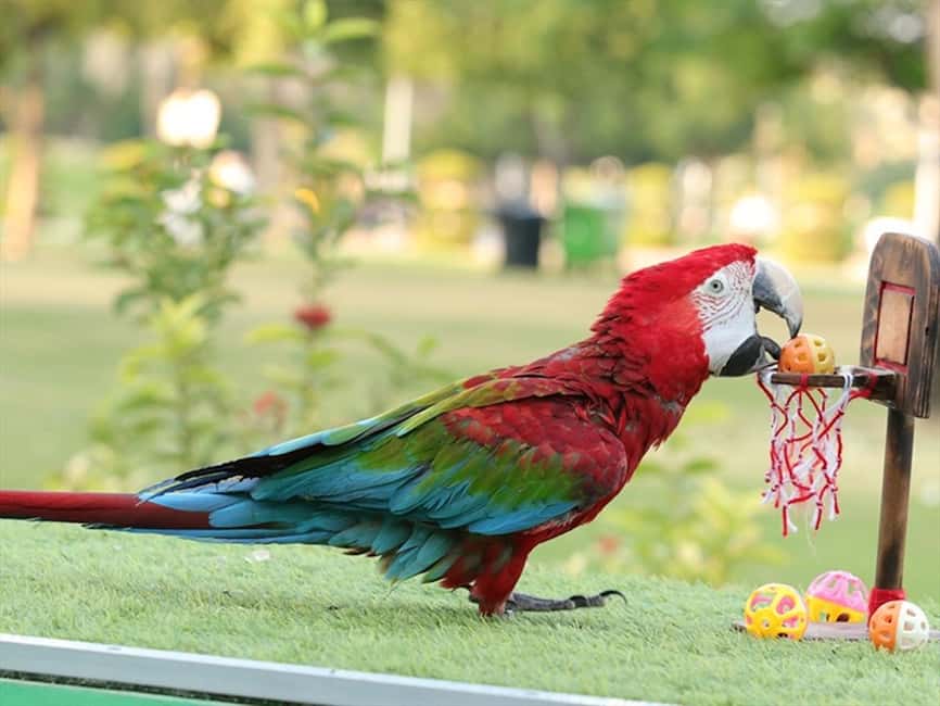 Dubai: Dubai Dolphinarium Dolphin, Seal & Bird Show Tickets - Key points to know before you go