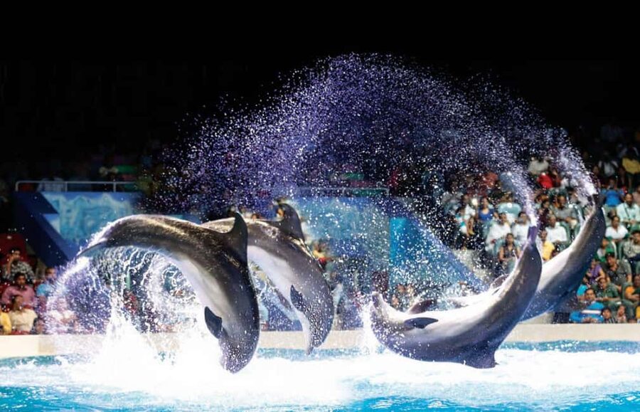 Dubai: Dubai Dolphinarium Dolphin, Seal & Bird Show Tickets - Entering Dubai Dolphinarium through Creek Park Gate 1