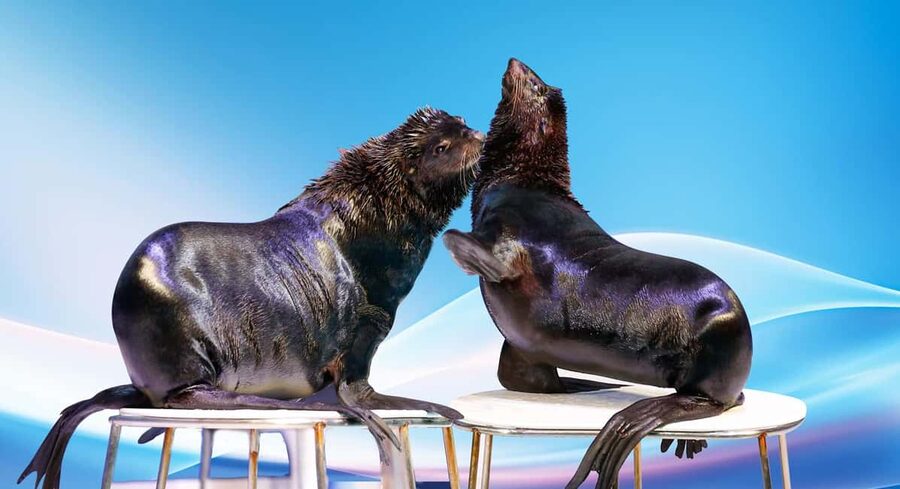 Dubai: Dubai Dolphinarium Dolphin, Seal & Bird Show Tickets - Choosing your seat, standard or VIP