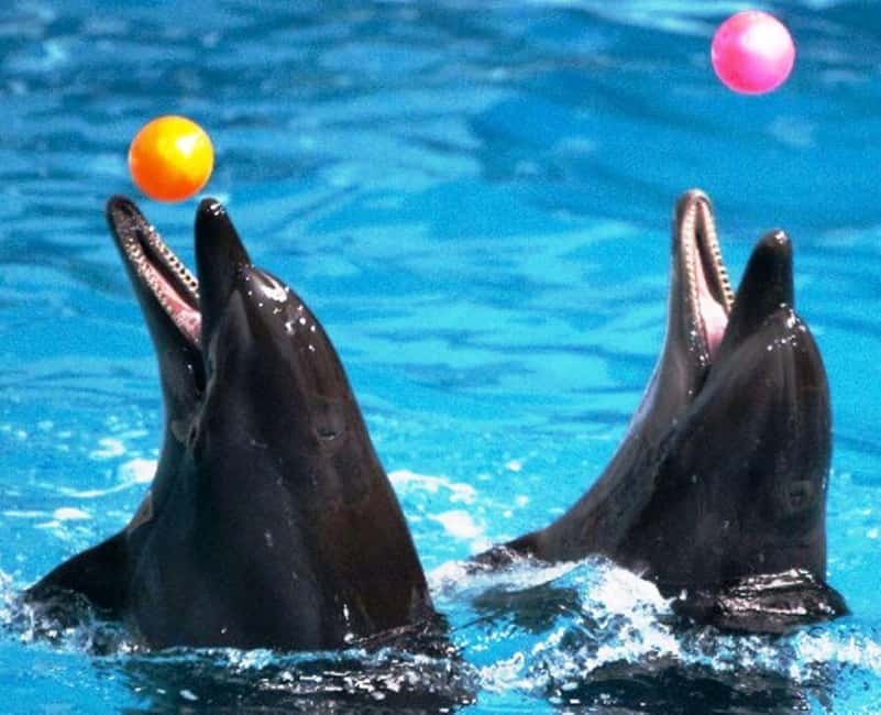Dubai: Dubai Dolphinarium Dolphin, Seal & Bird Show Tickets - Practical tips for a smoother visit
