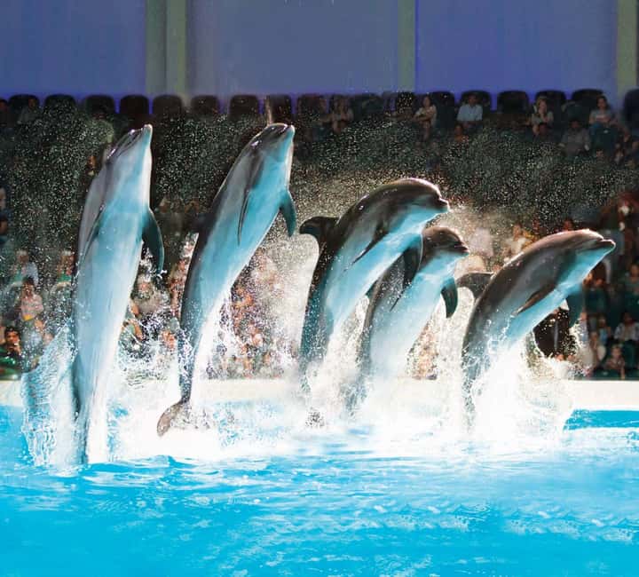 Dubai: Dubai Dolphinarium Dolphin, Seal & Bird Show Tickets - The Dolphin and Seal Show: the main reason to book