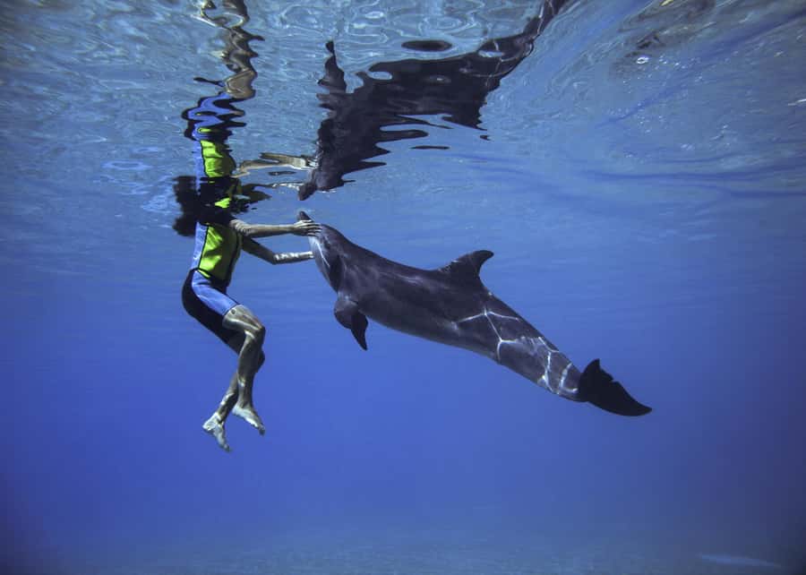 Dubai: Swim with Dolphins at Atlantis Waterpark - Thirty minutes in deep water