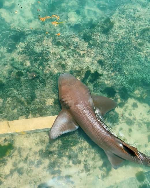 Dunn’s River Falls and Dolphin Cove Swim Adventure - My call: book it if the dolphins are the point