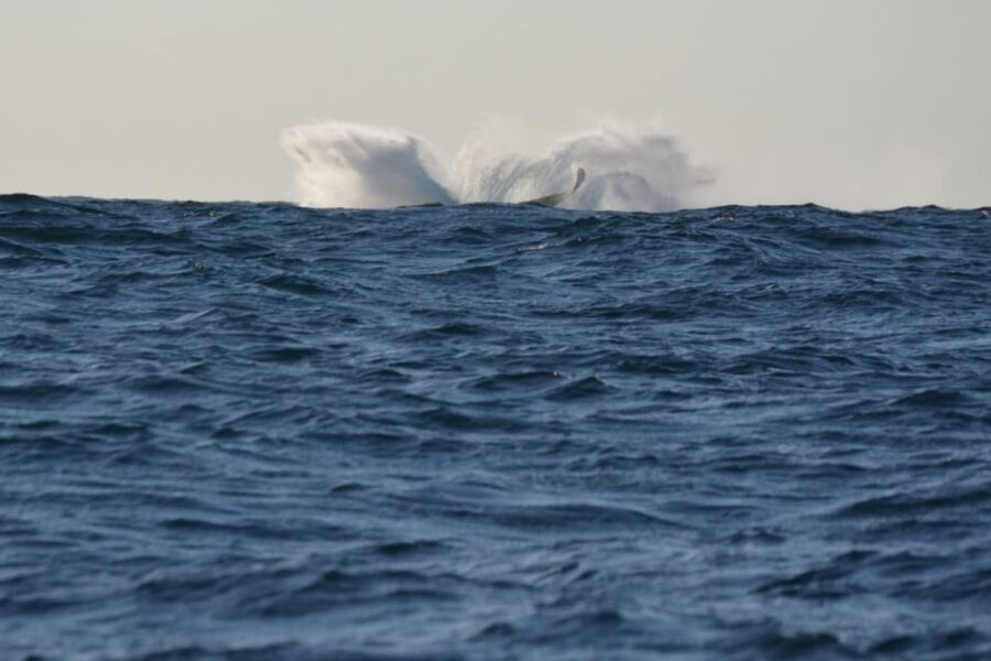 Durban: Durban: Whale and Dolphin Watching Boat Tour - Dolphins, turtles, birds, and the occasional surprise