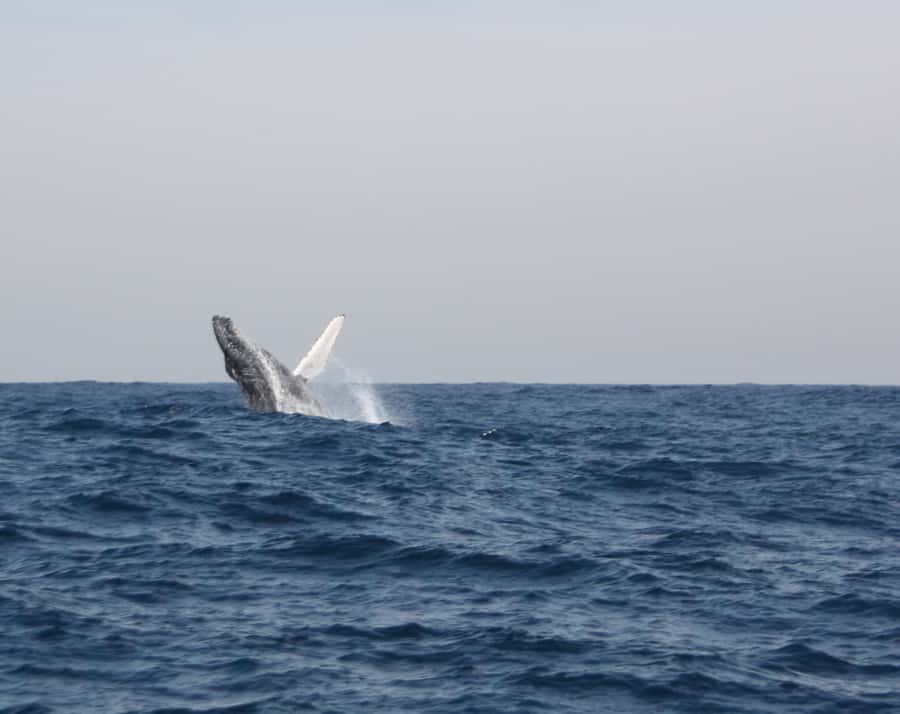 Durban: Durban: Whale and Dolphin Watching Boat Tour - A guide who adds more than directions